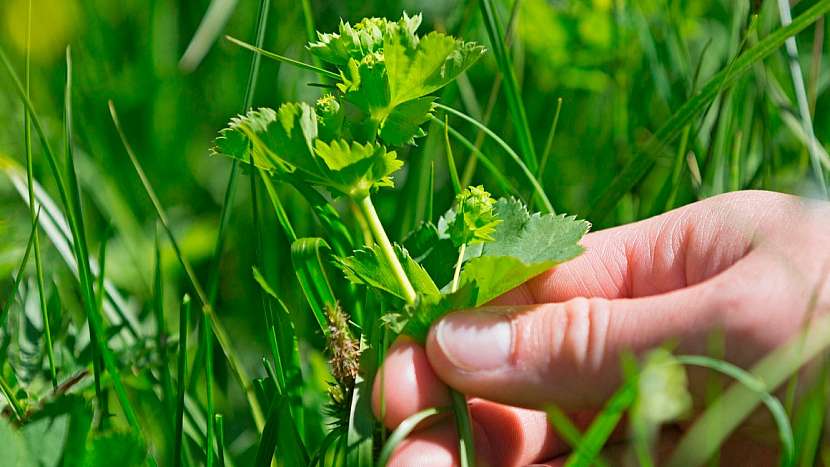 Kontryhel obecný (Alchemilla vulgari): od května se sbírá kvetoucí olistěná nať