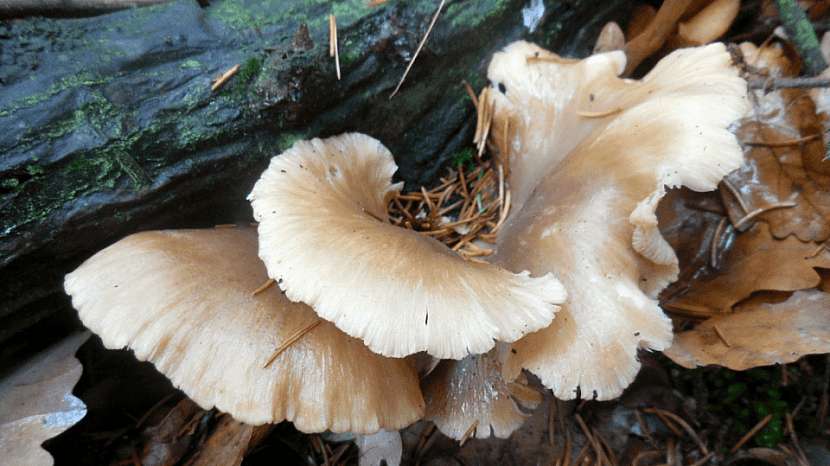 Hlíva ústřičná (Pleurotus ostreatus) se vyznačuje lasturnatým tvarem plodnic, které připomínají poněkud větší ústřice