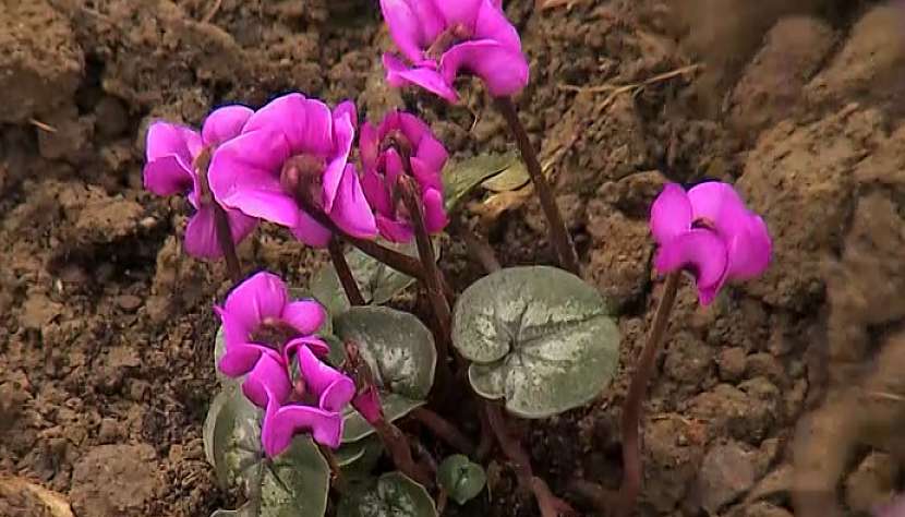 Bramboříky (Cyclamen)