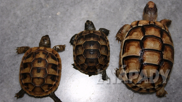 Mláďata želvy zelenavé, žlutohnědé a vroubené (zleva)