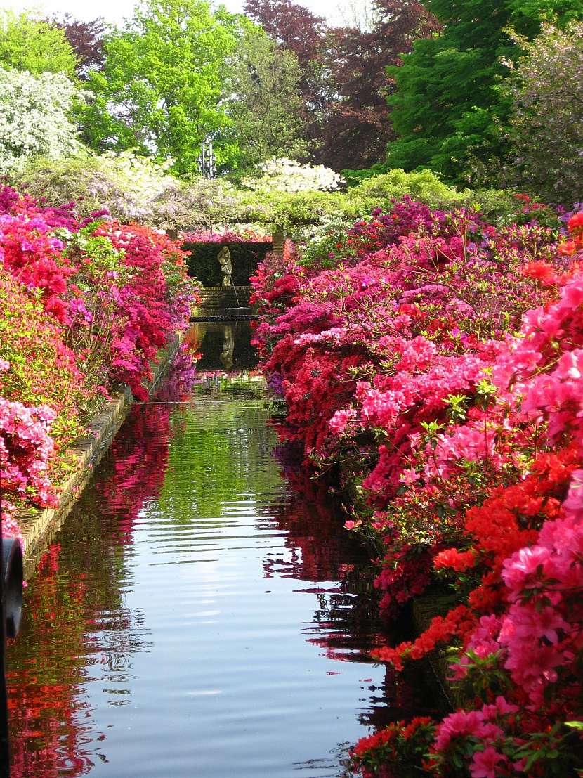 Rododendrony