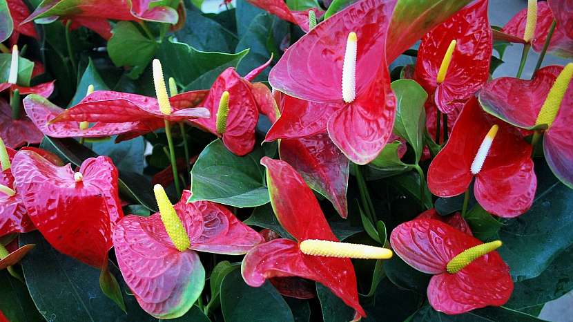 Pokojové rostliny rodině na míru: anturie (Anthurium) potěší maminku