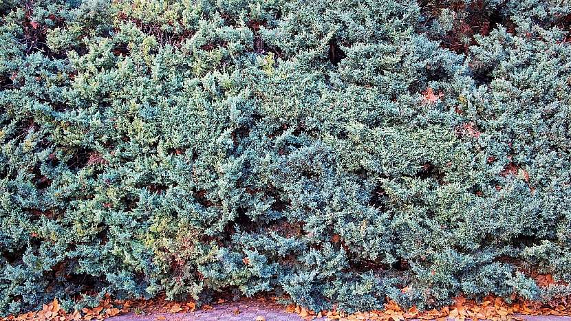 Rostliny vhodné do živého plotu: cypřiše (Cupressus)