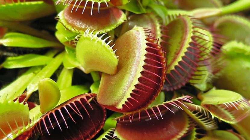 Nebojte se pěstování masožravých rostlin: mucholapka podivná (Dionaea muscipula)