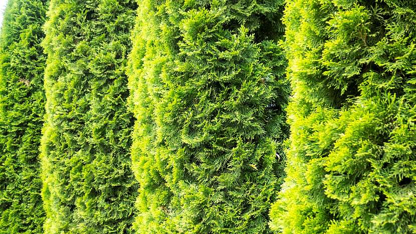 Rostliny vhodné do živého plotu: Zerav (Thuja)