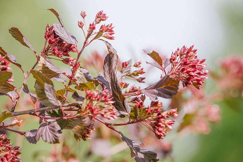 Tavola kalinolistá (Physocarpus opulifolius)