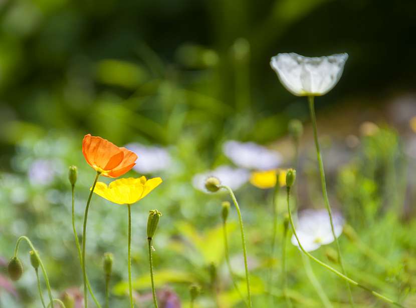 Mák šarlatový (Papaver croceum)