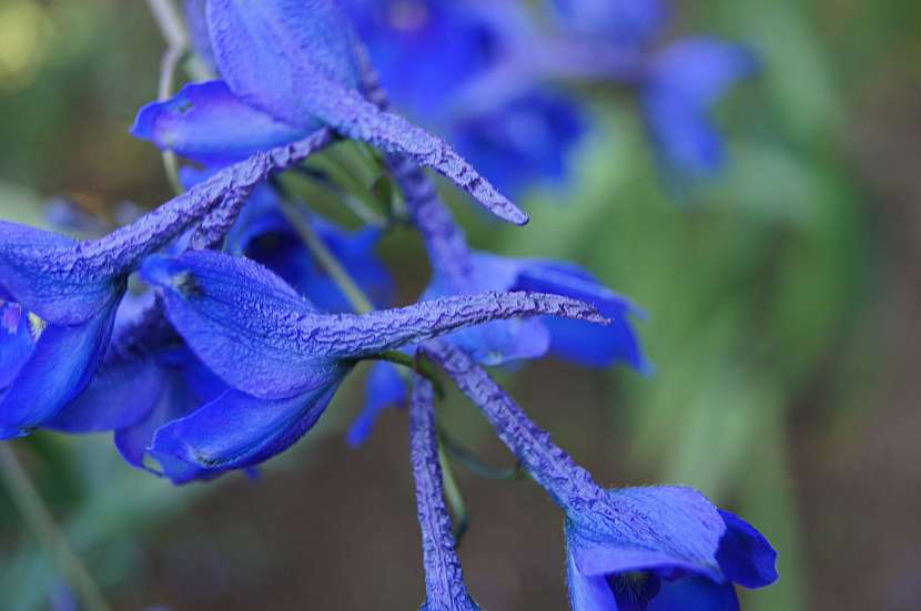 Ostrožka stračka (Consolida regalis, syn. Delphinium consolida)