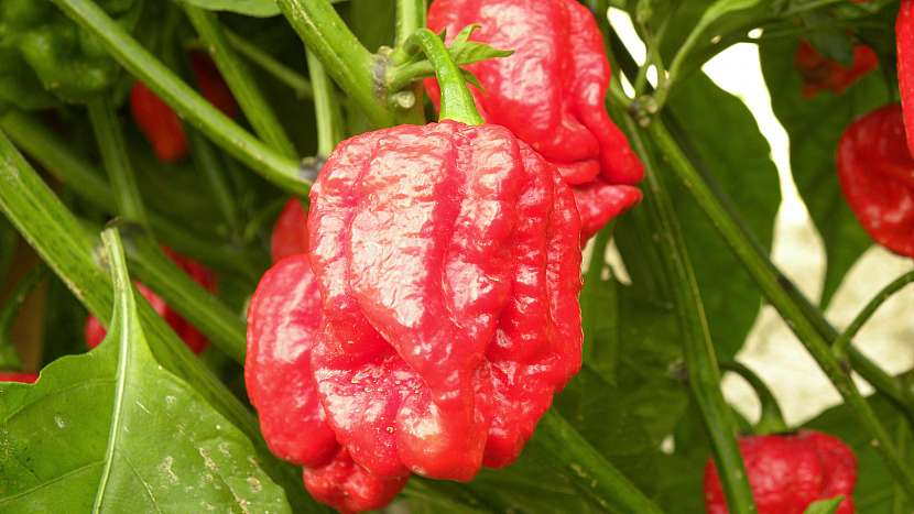 Trinidad moruga scorpion red