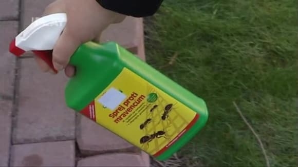 Jak se zbavit mravenců