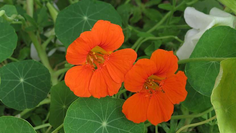 Lichořeřišnice větší (tropaeolum majus)