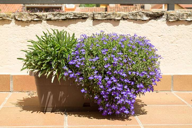 Letničky pro svůj balkon vysévejte již nyní