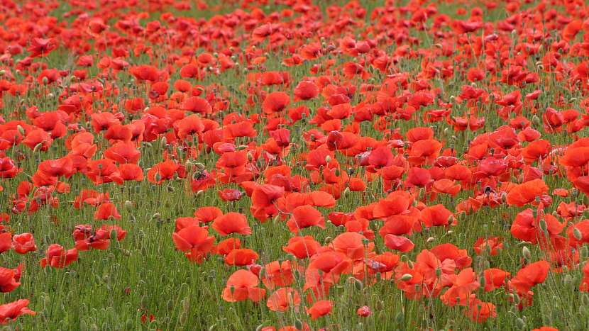 Letní zahrada bez plevele: mák vlčí (Papaver rhoeas)