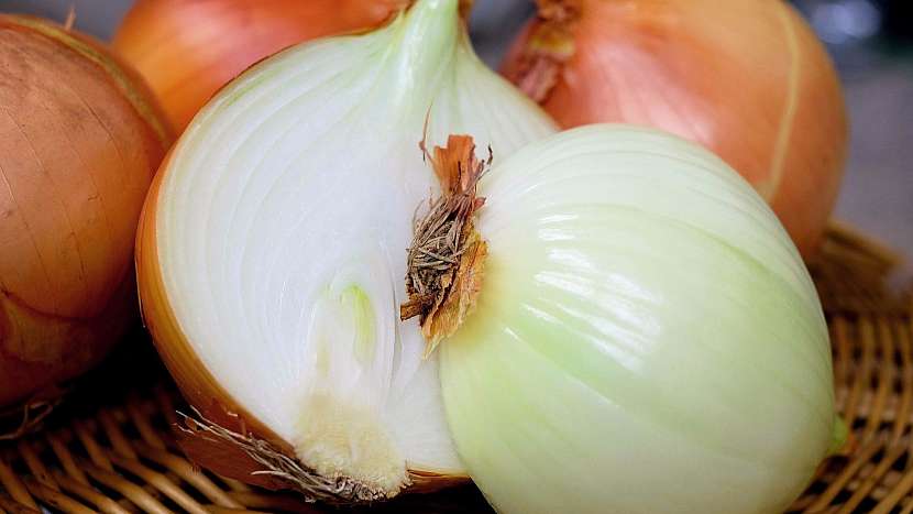 Cibule kuchyňská (Allium cepa)