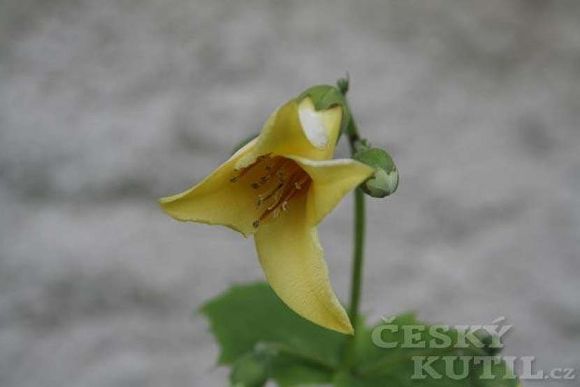 Kirengešoma korejská