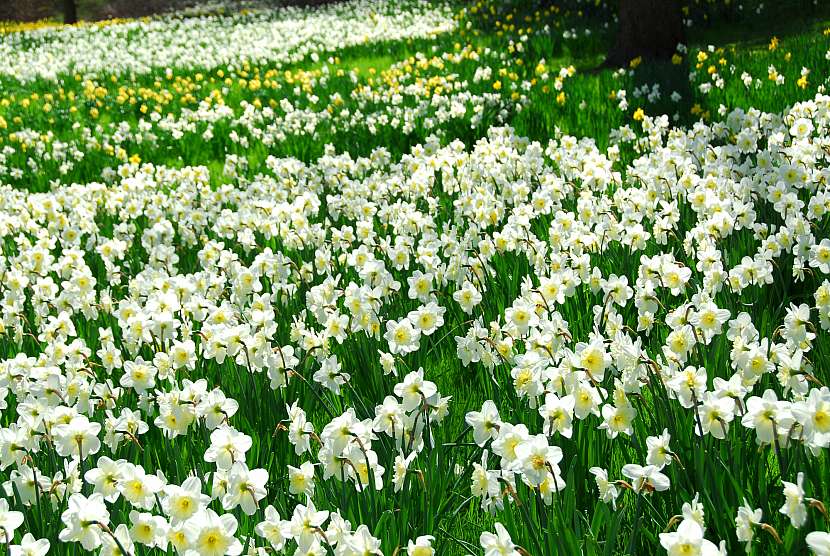 Narcisy