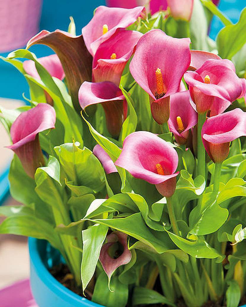 Zantedeschia, kultivar Captain Premio ®