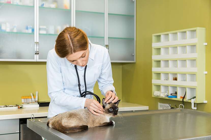 Veterinář