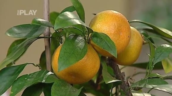 Zazimování citrusů