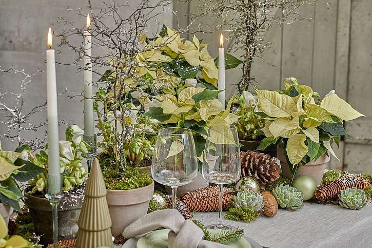 Dvoubarevné bílé a zelené konické svíčky dodají prostřenému stolu slavnostní atmosféru