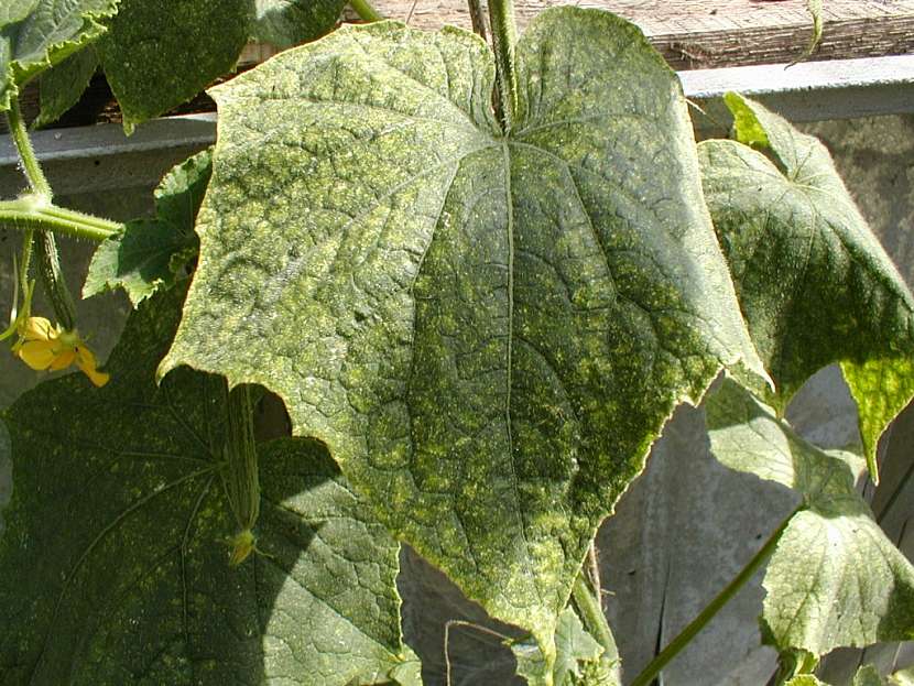 Svilušky