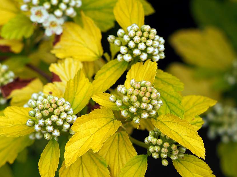 Tavola kalinolistá (Physocarpus opulifolius)