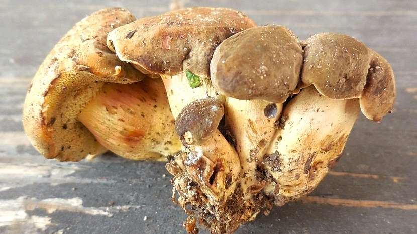 Hřib Engelův (Xerocomellus engelii)