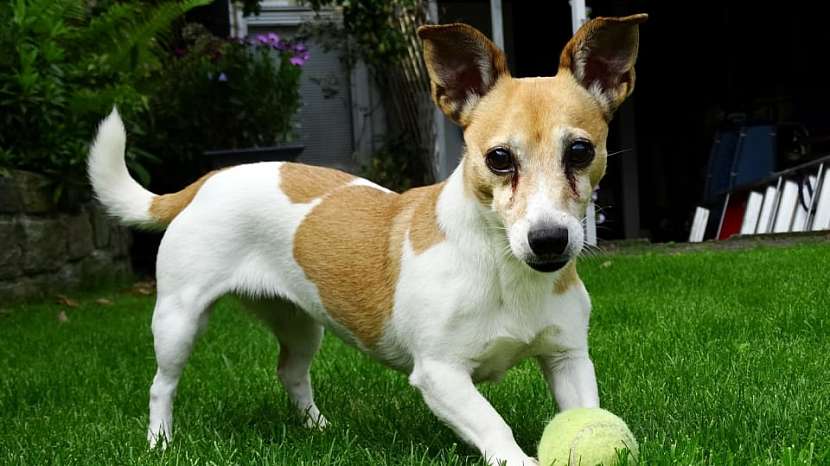 Jack Rusell teriér a balonek, nerozlučná dvojka