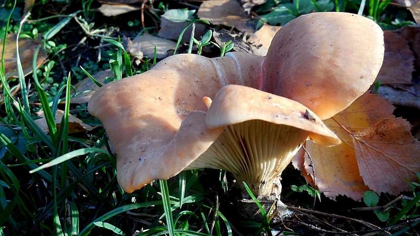 Strmělka přehrnutá (Lepista flaccida)
