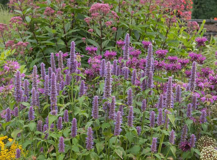 S vůní lékořice, královna bylin agastache