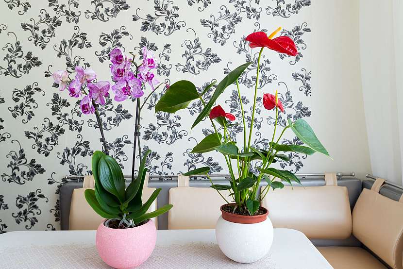 Orchidea a anthurium