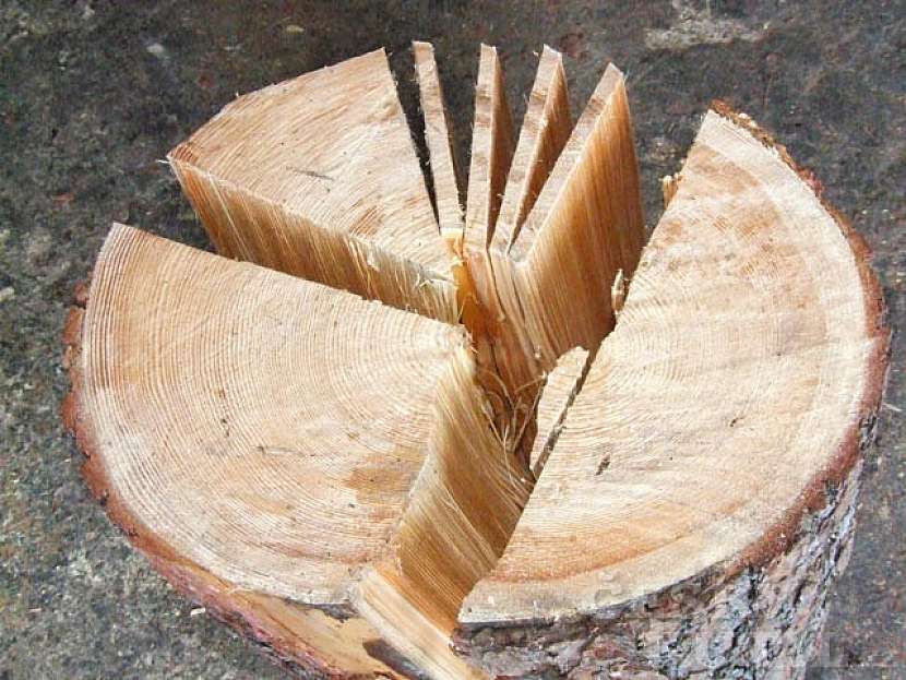 Najít správný strom je kumšt