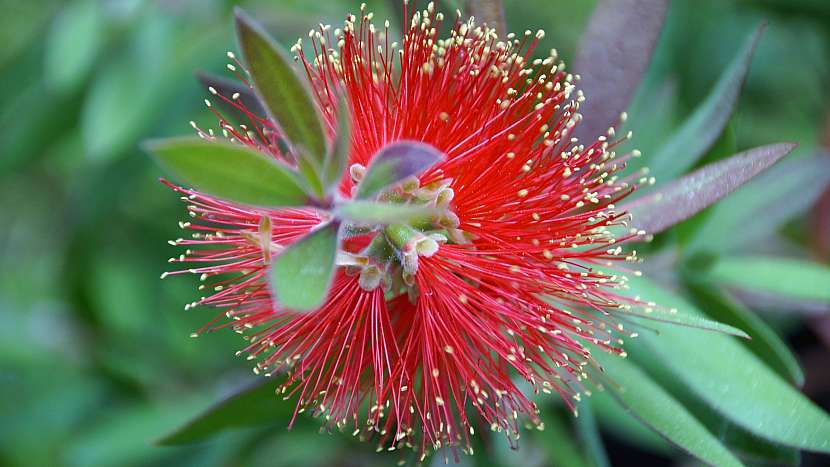 Štětkovec citronový (Callistemon citrinus): z květenství vyrůstají další větve