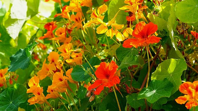 Lichořeřišnice větší (Tropaeolum majus)