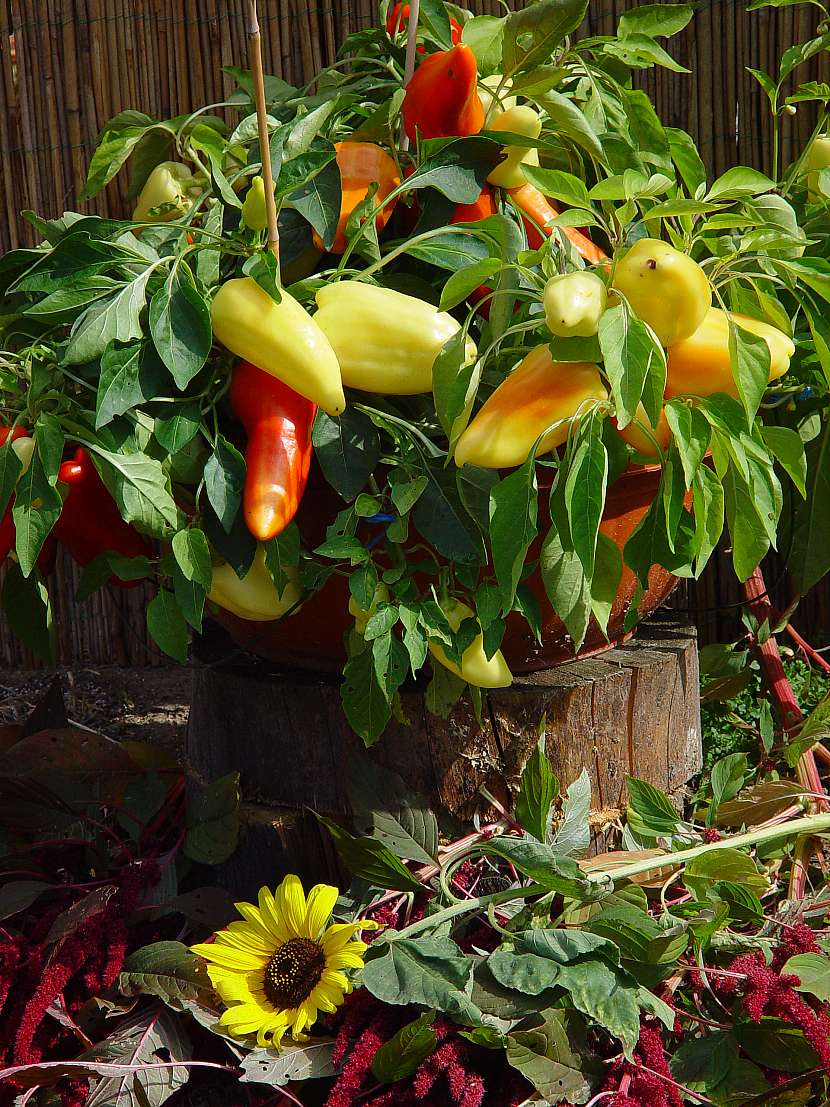 Balkonovka - paprika