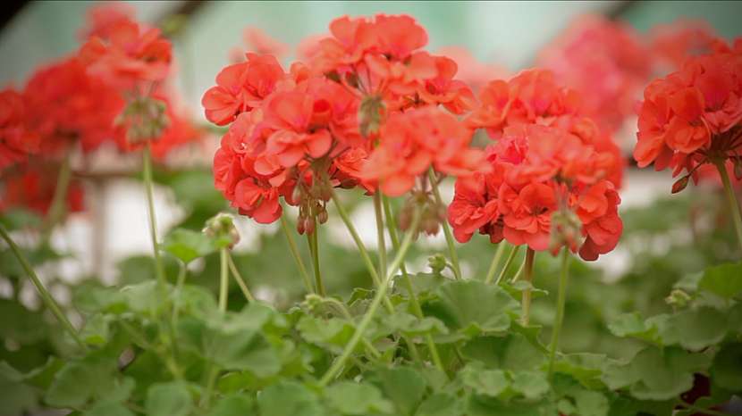 Pelargonie páskatá (Pelargonium zonale)