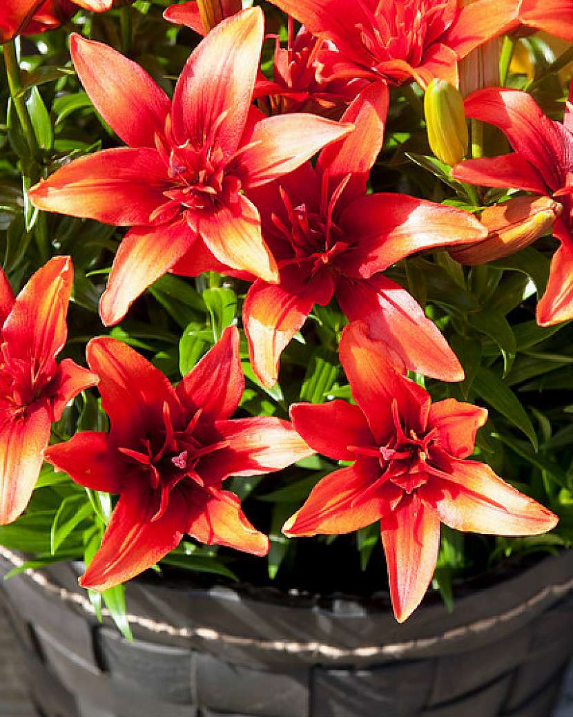 Lilium, kultivar Red Twin