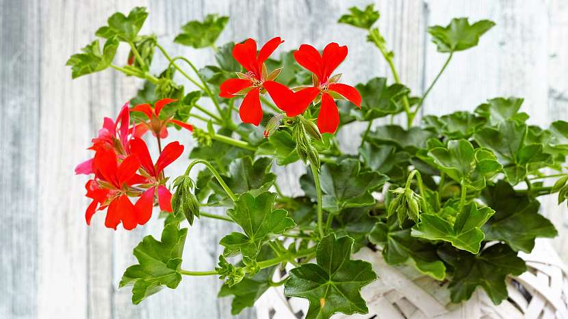 Svět pěstování muškátů: pelargonie štítnaté (Pelargonium peltatum) známé jako převislé muškáty