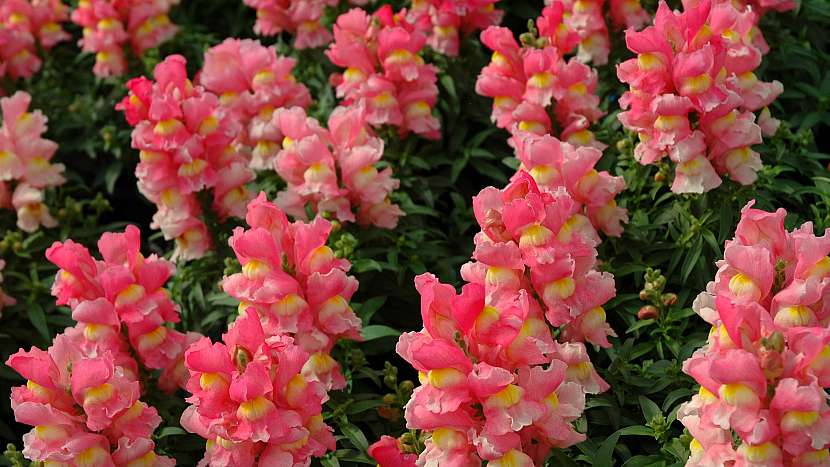 Hledík větší (Antirrhinum majus) Golsmith