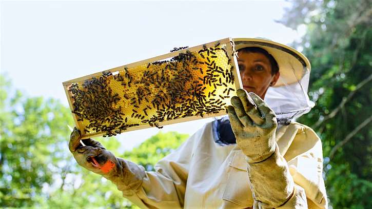 Včelařství je krásné řemeslo s dlouhou tradicí (Zdroj: Prima DOMA MEDIA, s.r.o.)