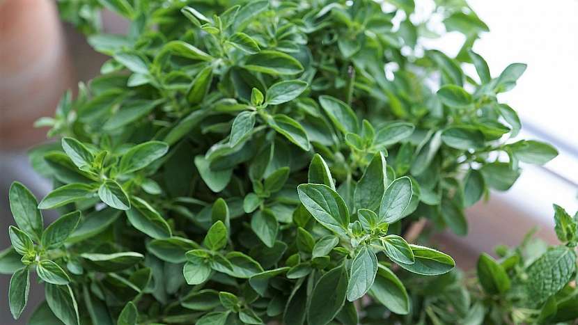 Léčivé byliny pro psy: oregano (dobromysl) pomáhá při průjmu a celkové zlepšuje zažívání.