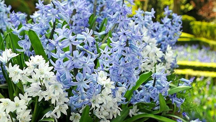 Ladoňka bleděmodrá (Scilla mischtschenkoana)