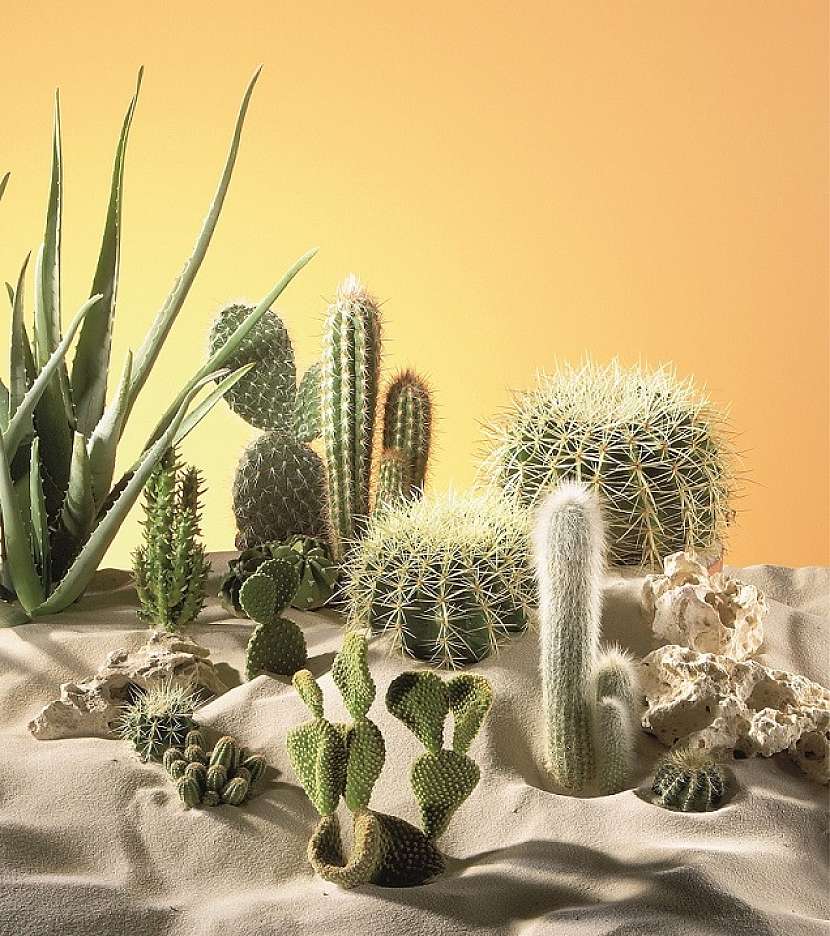 Kaktusy_ilustracni_foto_Hornbach (1)