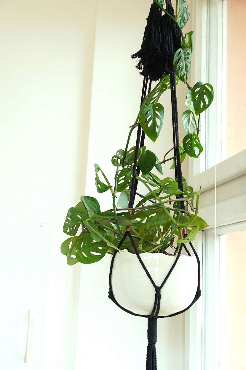 Monstera zavěšená