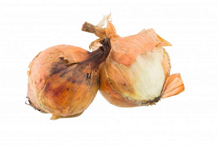 Choroby cibule - rozdělení