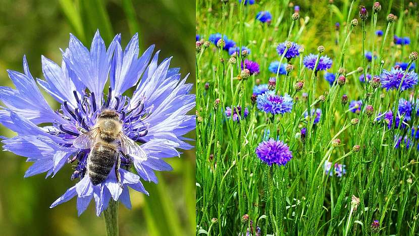Přilákejte včelky na hostinu: Chrpa (Centaurea)