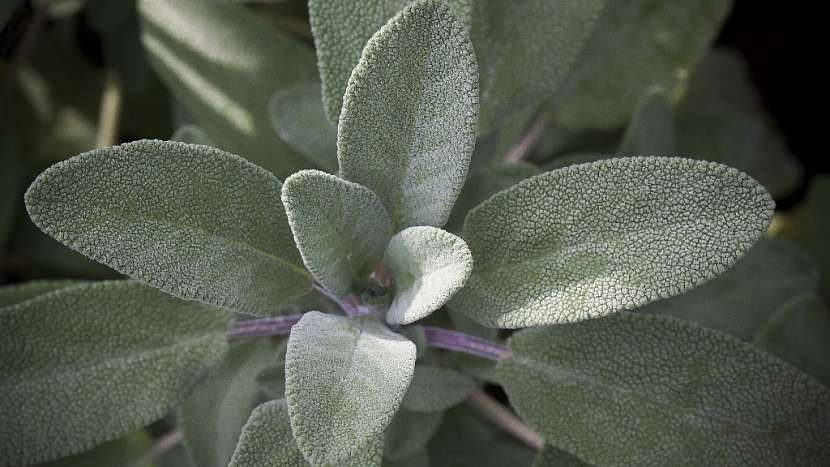Domácí jablečné sirupy s bylinkami a kořením: šalvěj lékařská (Salvia officinalis)
