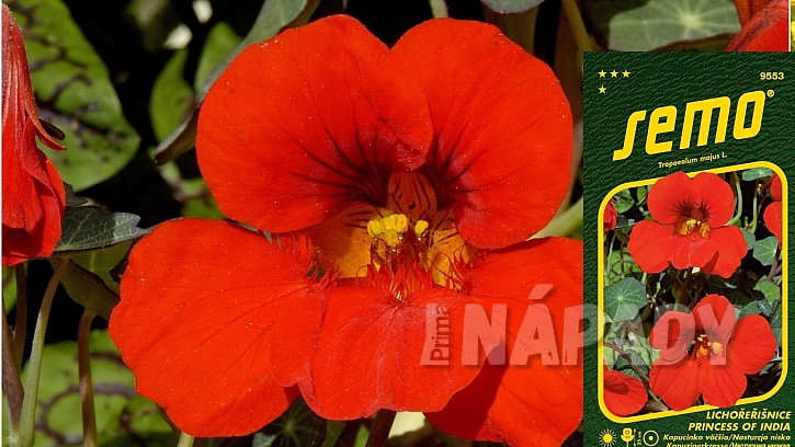 Lichořeřišnice větší (Trapeoleum majus L.): nízká odrůda Princess of India