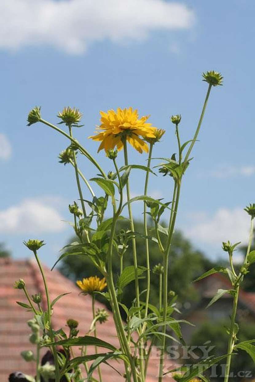 Třapatka (rudbekie) dřípatá
