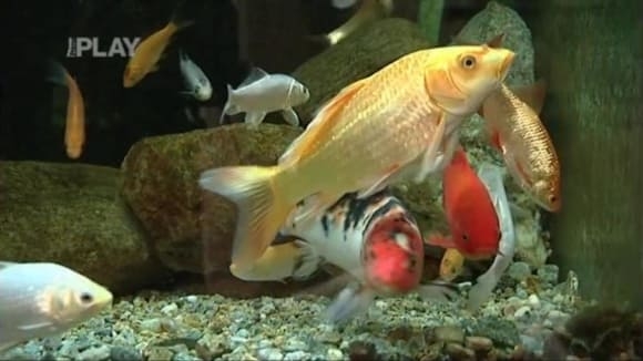 Chov sladkovodních ryb v akváriích